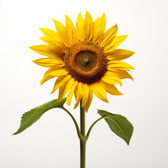 Obraz premium isolated on white studio background, bright, minimalistic сreated with Generative Ai