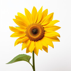 Obraz premium isolated on white studio background, bright, minimalistic сreated with Generative Ai