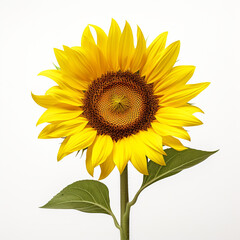 Obraz premium isolated on white studio background, bright, minimalistic сreated with Generative Ai