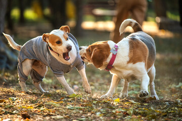  dogs  play happily in the clearing.  playful dogs in the park for a walk

