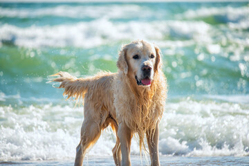 dog golden retriever wet in the water at sea. - 765146515