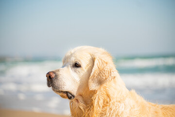 golden retriever dog at sea. Portrait close-up.
