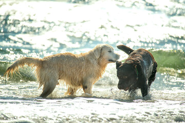 playful dogs in the waves on the sea. golden retriever plays with a large black dog in the waves on the beach.
