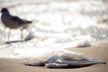 jellyfish washed ashore, seagull silhouette and shining waves with bokeh