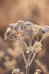 delicate openwork flowers in the frost. Beautiful morning in the fresh air. frosty morning in frost and fog.  Soft focus.
