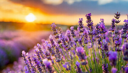 Field of lavender flowers with sunset. Beautiful nature. Spring or summer season. - obrazy, fototapety, plakaty