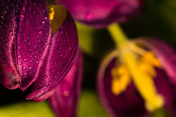 Obraz premium Tulipany makro