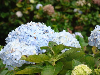 Close-up de racimo de hortensias azules