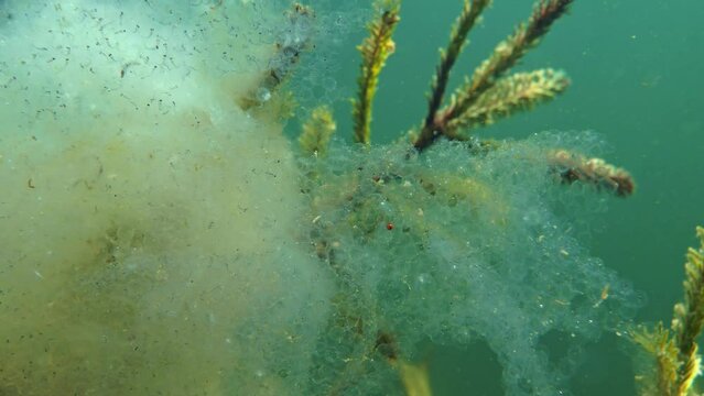 Perch spawn with unhatched fry on spruce twigs underwater