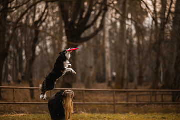 Border collie skacze i łapie frisbee na brązowym leśnym tle