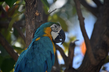 Blue and Yellow Parrot Perched in a Tree