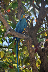 Side View of a Blue and Gold Macaw in a Tree