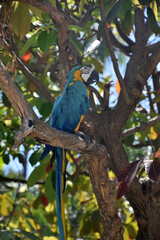 Blue and Yellow Macaw in a Tree Top