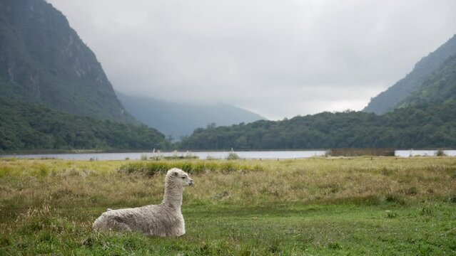 El Cajas Llama
