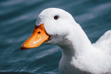 Close-up of a duck with water droplets in a pond