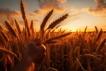 A hand holding a stalk of wheat in a field - Powered by Adobe