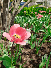 Rose blush pink tulips with yellow base petals in vertical format at the Ottawa Tulip Festival in...