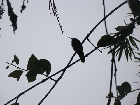 Colibr&iacute; descansando en una rama de Calistemo, silueta