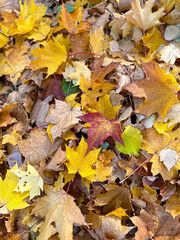 Autumn Leaves Mosaic