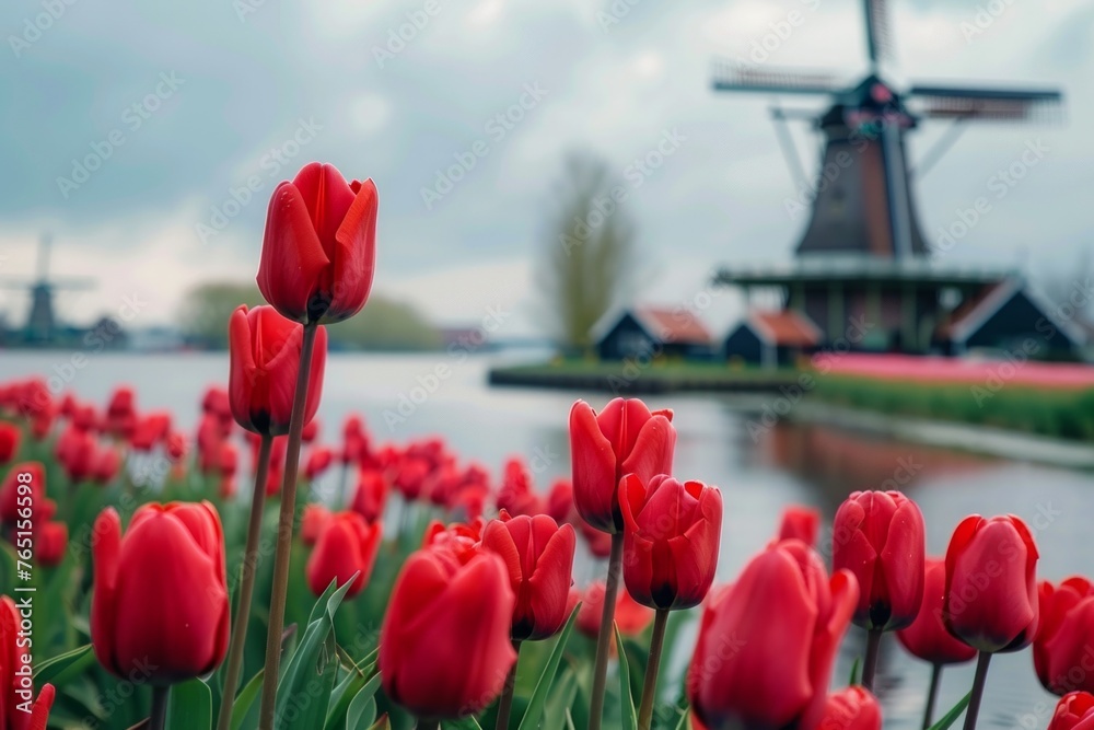 Wall mural dutch windmill over tulips field