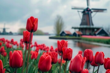 dutch windmill over tulips field - obrazy, fototapety, plakaty
