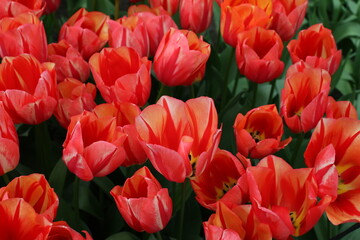 Fototapeta premium Fields on which bloom tulips. Tulip field. Field with tulips. Bouquet of flowers, red background.