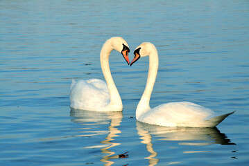 Two swans swim in the Danube. They make a heart shape with their necks. Nice day for happy couple on the river.