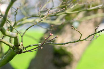 Close Up Branch Acer Palmatum At Amsterdam The Netherlands 14-3-2024