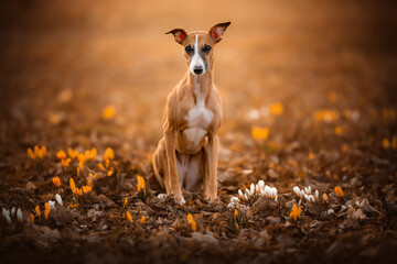 Rudy whippet chart angielski siedzi w krokusach na skoszonej trawie - obrazy, fototapety, plakaty