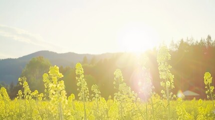 the sun shines brightly over a field of tall grass in the foreground, with mountains in the background.