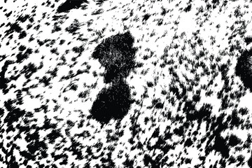 Overlay of abstract pattern with black and white spotted cowhide. Cow fur or hair on skin real texture. Cattle farm.