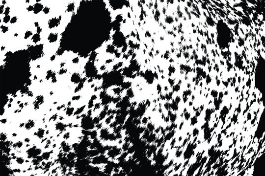 Overlay of abstract pattern with black and white spotted cowhide. Cow fur or hair on skin real texture. Cattle farm.