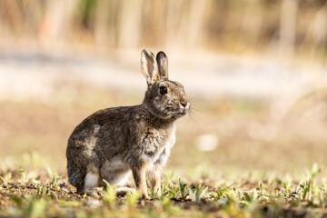 Wildkaninchen (Oryctolagus cuniculus ) in Berlin 