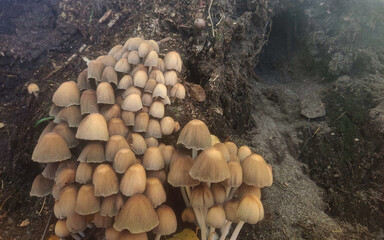 mushrooms in the forest (Coprinellus micaceus)