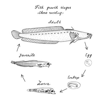 Fish growth stages (Shore rockling). Hand drawn realistic black line illustration.