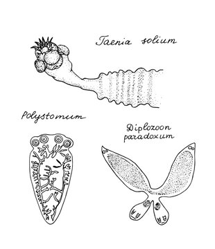 Human, parasites Taenia solium. Black and white hand drawn illustration.