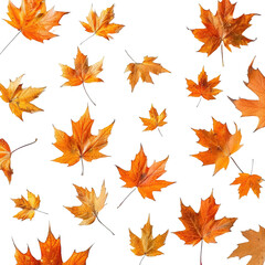 Scattered autumn dry orange maple leaves on transparent background, png	