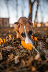Chart angielski whippet wącha kwiat krokus