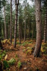 forest in autumn