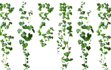 Set of cutout dichondra creeper plant and vines on transparent background, png	