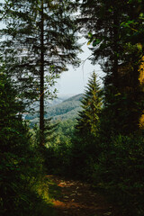 Lush English Pine Woods in the Peak District, UK: Dense Forest of Tall Pine Trees with Rich Green Foliage, Sunlight Filtering Through, and a Winding Path