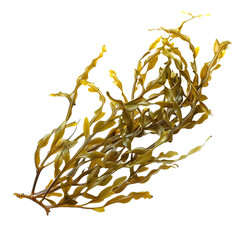 Seaweed on transparent background, png	