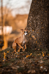 Whippet startuje do biegu © ZiraPhoto