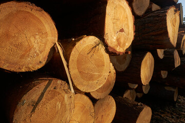 Freshly cut pine logs. Exposed resin on sawn pine logs.
