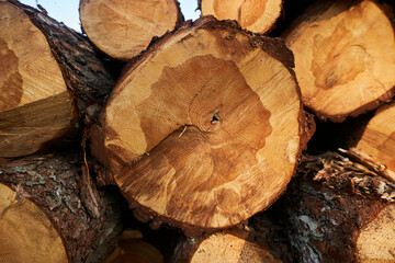 A large thick old sawn pine trunk, the end of the cut, many annual rings on the cut. The throat...