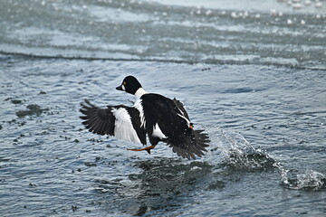 COMMON GOLDENEYE