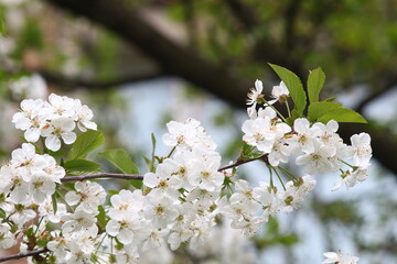 tree blossom
