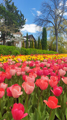 Pink and Yellow Tulips against the pleasant background of classic brownstone Canadian row houses...