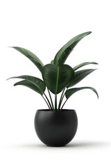 A plant in a black pot on a white surface. Perfect for interior design projects