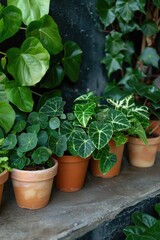 Group of potted plants on a ledge, suitable for home decor